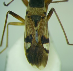Beosus quadripunctatus