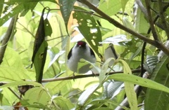 Ilicura militaris