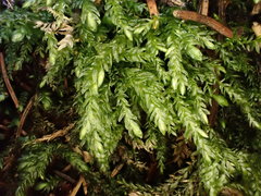 Thamnobryum