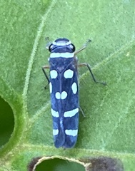 Cicadellini