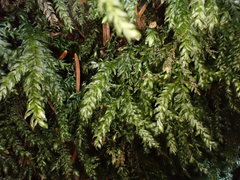 Thamnobryum