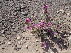 Sphaeralcea mendocina