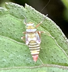 Cicadellidae