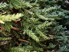 Thamnobryum