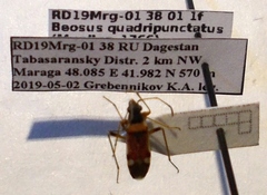 Beosus quadripunctatus
