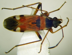 Beosus quadripunctatus