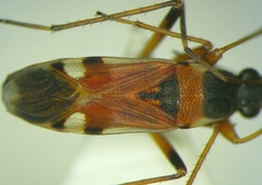 Beosus quadripunctatus