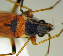 Beosus quadripunctatus