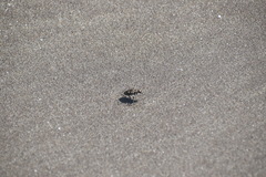 Cicindela carthagena