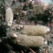 Sycon ciliatum - Photo (c) WoRMS for SMEBD, algunos derechos reservados (CC BY-NC-SA)