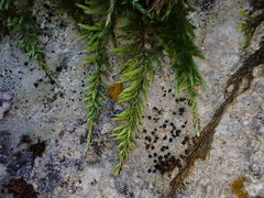 Homalothecium philippeanum