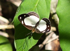 Dynamine athemon athemaena