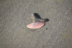 Psammotella