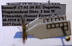 Berytinus geniculatus