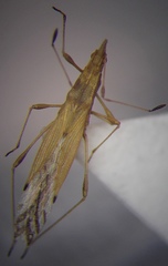 Berytinus geniculatus