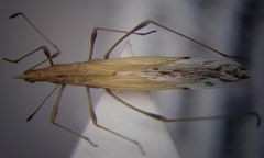 Berytinus geniculatus