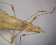 Berytinus geniculatus