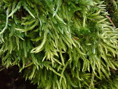 Homalothecium philippeanum