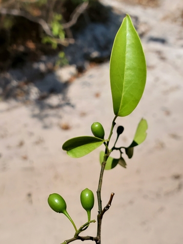 Olax dissitiflora image
