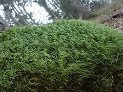 Paraleucobryum longifolium