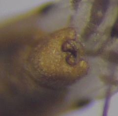 Berytinus geniculatus