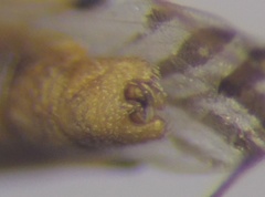 Berytinus geniculatus