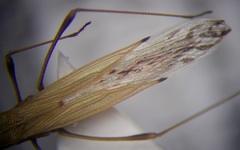 Berytinus geniculatus