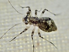 Mesopsocus fuscifrons