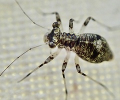 Mesopsocus fuscifrons