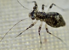 Mesopsocus fuscifrons