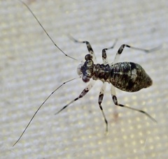 Mesopsocus fuscifrons
