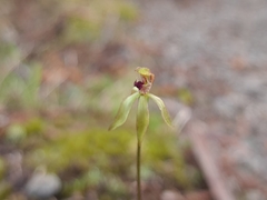 Caladenia atradenia