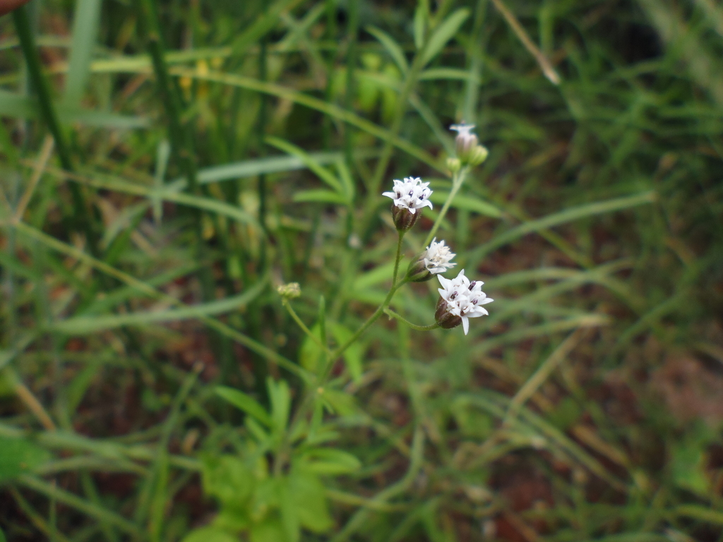 Florestina pedata