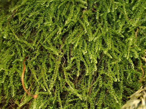 Microhypnum