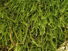 Microhypnum sauteri