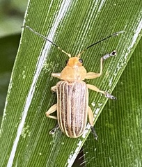 Metaxyonycha granulata