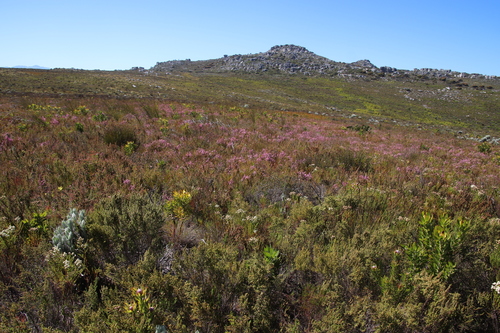 Image of Erica palliiflora by (c) Tony Rebelo, some rights reserved (CC BY-SA)
