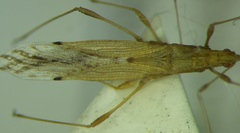 Berytinus
