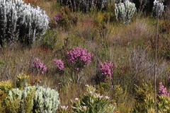 Erica palliiflora