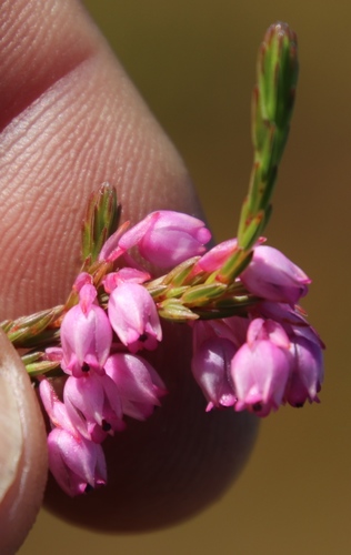 Image of Erica palliiflora by (c) Tony Rebelo, some rights reserved (CC BY-SA)