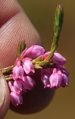 Erica palliiflora