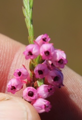 Erica palliiflora