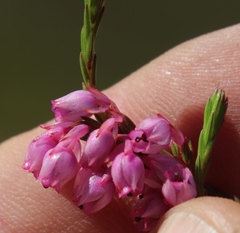 Erica palliiflora