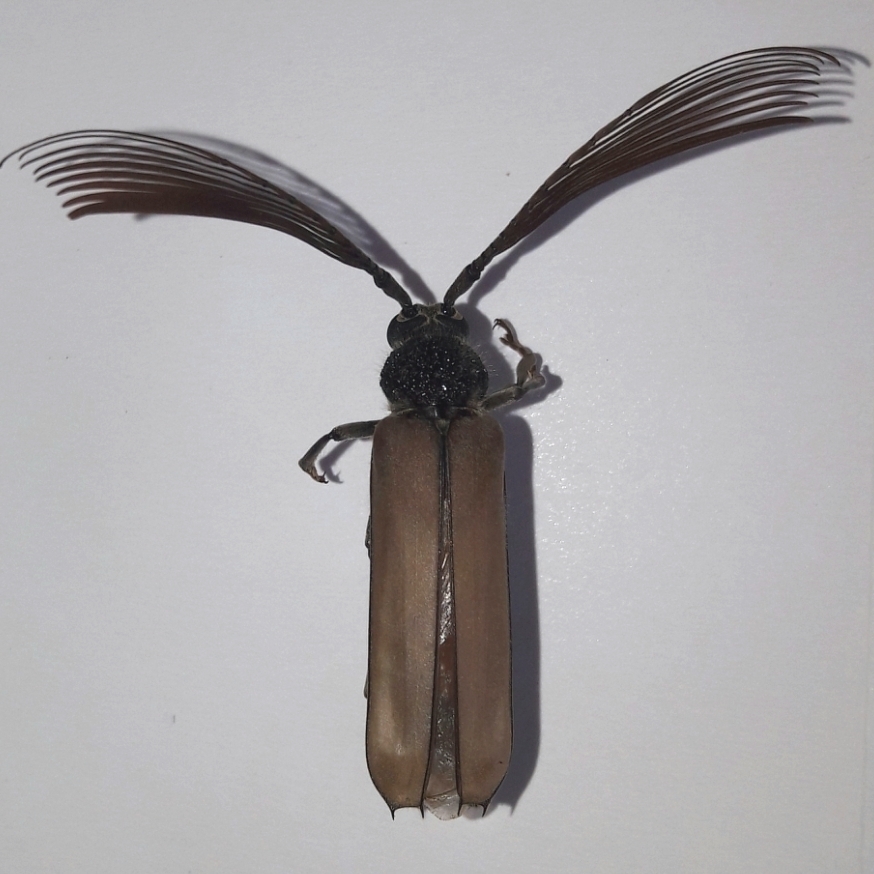Psygmatocerus wagleri