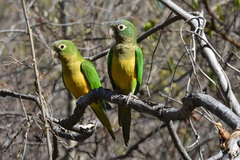 Eupsittula cactorum