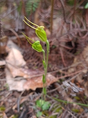 Pterostylis puberula