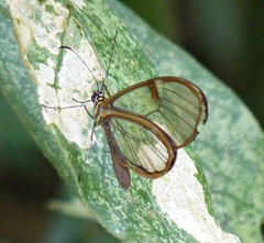Pteronymia carlia