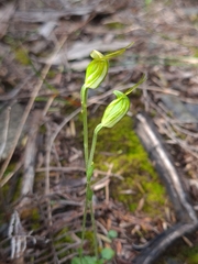 Pterostylis puberula