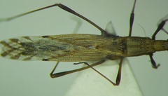 Berytinus