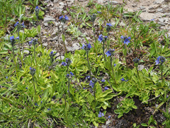 Veronica bellidioides